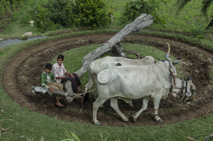 04 - India - noria de agua tirada por vacas